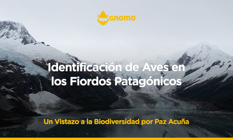 Identificación de Aves en los Fiordos Patagónicos. Un Vistazo a la Biodiversidad.